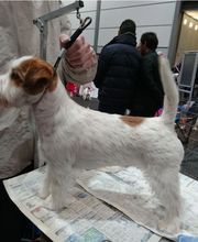 Hundesalon Toxi Horgen Bild 7