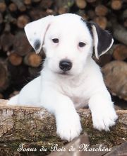 ÉLEVAGE DU BOIS DE MORCHÈNE image 5