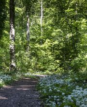 FriedWald Burg Plesse Bild 8