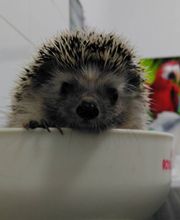 Clinica Veterinaria Exotia Santa Ursula imagen 15