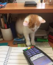 BOULE DE POILS image 3