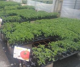 Hortisyl EARL image 2
