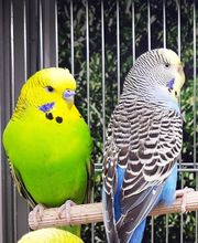 Animal City image 11