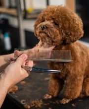 The Black Poodle Groom & Care S.L. imagen 12