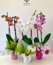 Gallery Cliente