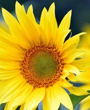 Vanessa Müller psychologische Beratung Bild 1