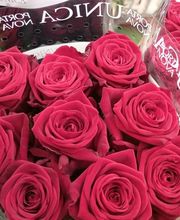 Decoflora GmbH Bild 12