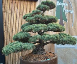 Sequoia Paysage image 9