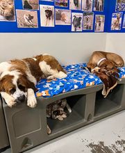 A Dog's World image 13