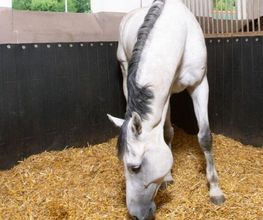 Technical Horse image 4