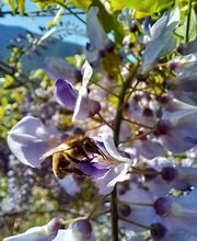 Secrets d'Abeilles image 16