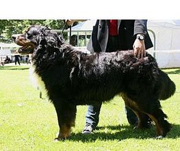 Charly'Dog image 6