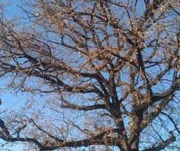 En Vie...d'Arbres image 11