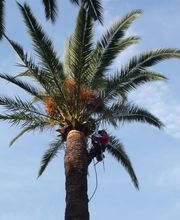 Olivier Nature image 4