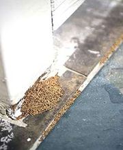 Lloyd Pest & Termite Control image 20