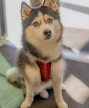 AcutePet Urgent Care image 14