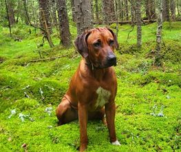 Rhodesian Ridgeback Züchter Bild 9