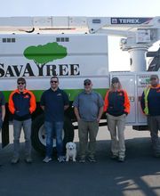 SavATree - Tree Service image 7