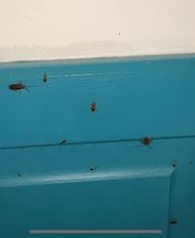 Dérat Guêpe 26 image 7