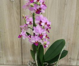 Fleur Blanche image 10