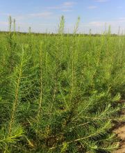 Millon Pépinières image 2