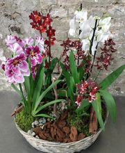 Au Petit Jardinier image 12