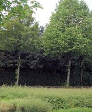 Müller&Sohn Umzüge Bild 7