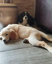 Elevage de la Cuvée des Golden Boss image 2