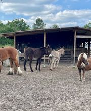 Eclair et Coquin image 9