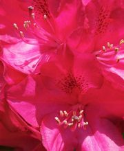 Favennec Françoise image 3