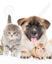 Clinique vétérinaire Velcin Tristan image 1