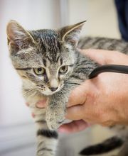 Skinner Animal Clinic image 17