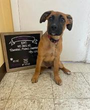 Brookhill Animal Hospital image 3