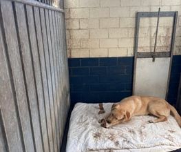 Dierenhotel Pandora afbeelding 1