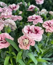 Blumenzauber Bild 5