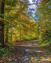 Bruno Jardins image 6