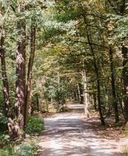 Die Hauptwege im FriedWald Planitzwald sind gut begehbar.