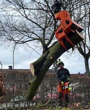 Nadrowski Baumdienst Bild 12