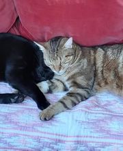 ASSOCIATION RESIDENCE MAISON DE PRESSY Fondation Marracci-Moricand-Dunant Bild 14