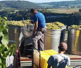 Weingut Alter Berg Bild 3