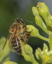 MIEL Y SOLO MIEL imagen 8