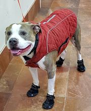 Green Summit Animal Clinic image 20