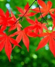 Pépinières Lafitte image 14