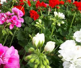 Au Jardin Fleuri image 13