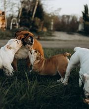 Winny Bull Family image 9