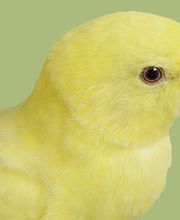 TIERKLINIK MITTELLAND AG Bild 2