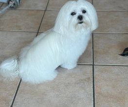 Au Chien Chic image 7