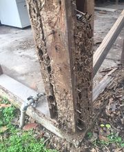 SafeHaven Pest Control image 13