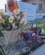 Bruno Winet, Privatgärtner Bild 2