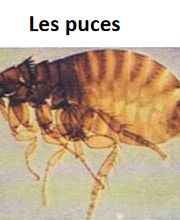 Desinfexion Service Sàrl Bild 13